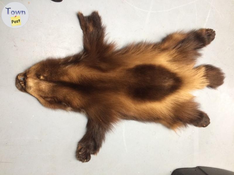 Photo of Wolverine Tanned hide 