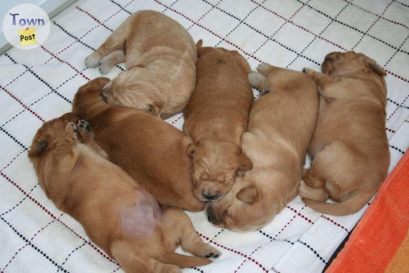 Photo of Golden Retriever Puppies for Sale