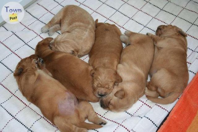 Photo of Golden Retriever Puppies for Sale