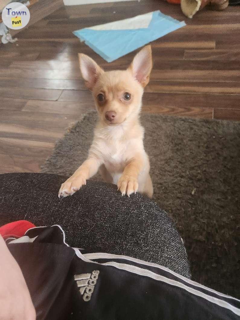 Photo of Female Pomchi puppy