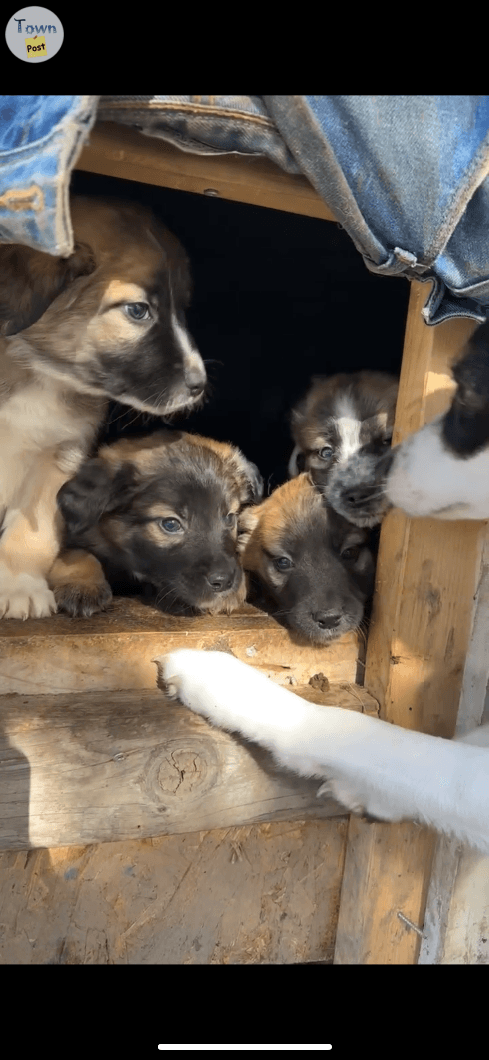 Photo of Mixed breed puppy’s 