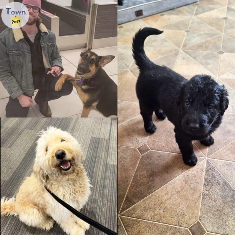 Photo of Goldendoodle X German Shepherd puppies