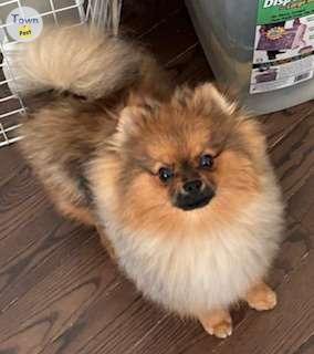 Photo of Pomeranian Puppy CKC reg'd purebred