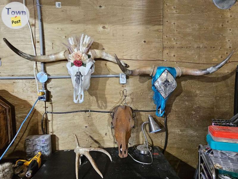 Photo of Longhorn and Cow Skull