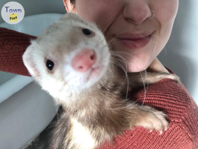 Photo of 2 ferrets and enclosure 