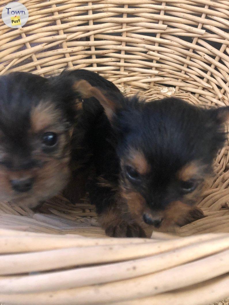 Photo of Yorkie and yorkie shnouser pups