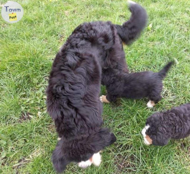 Photo of Home Trained Bernese Mountain Dog Puppies