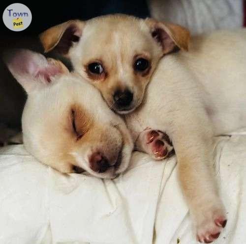 Photo of Ahaha funny chihuahua puppies 