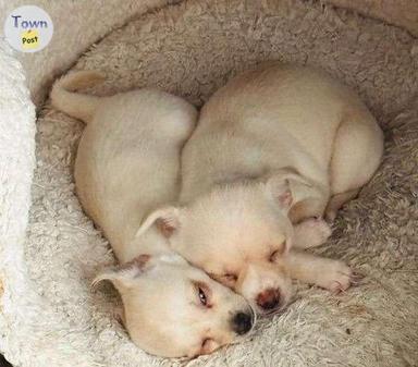 Photo of Ahaha funny chihuahua puppies  - 2