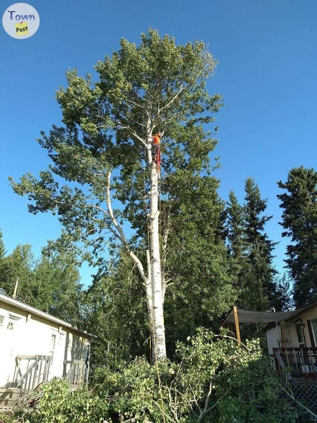 Photo of Tree removal and stump grinding 