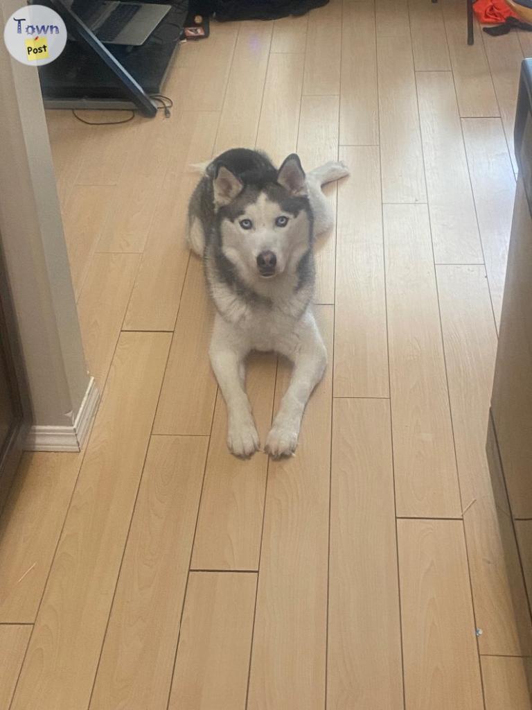 Photo of Husky for rehoming