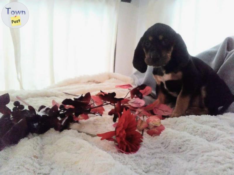 Photo of Bloodhound/Coonhound pups for sale