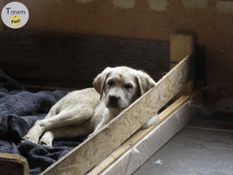 Photo of Maremma X Puppies