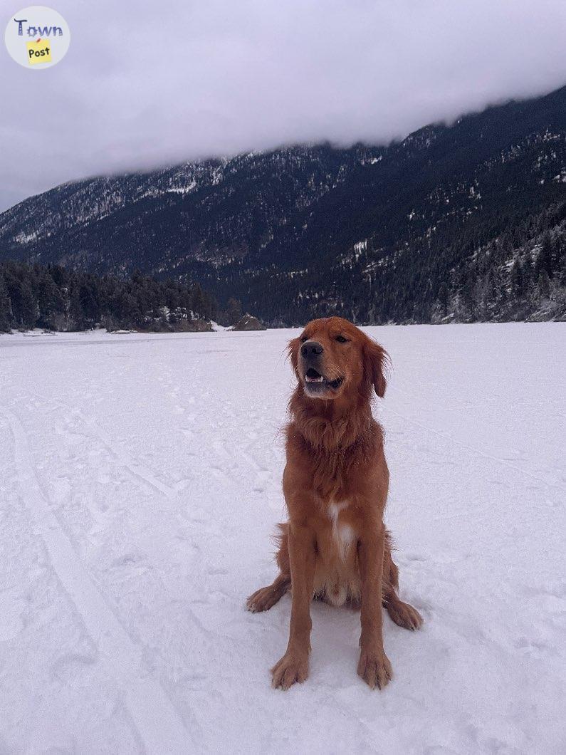 Photo of Golden retriever stud