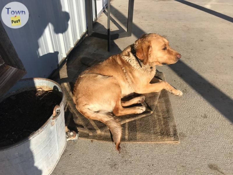 Photo of Purebred  female Yellow Lab