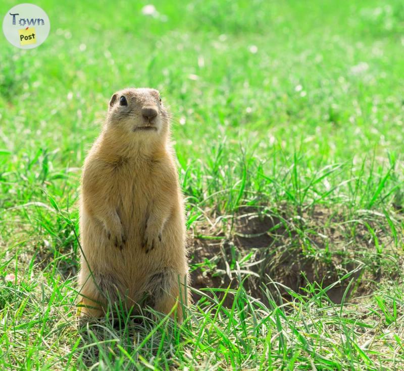 Photo of FREE Gopher Extermination PEST CONTROL