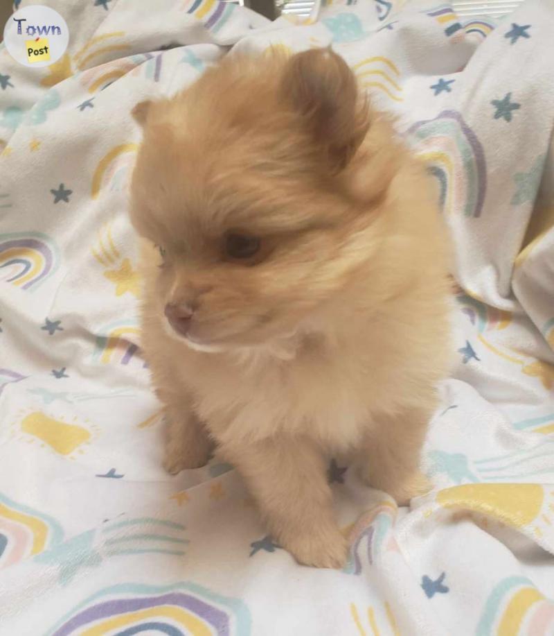 Photo of Pomeranian puppies