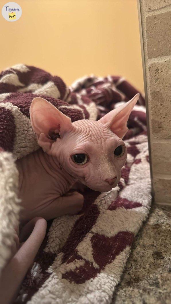 Photo of Sphynx female kitten