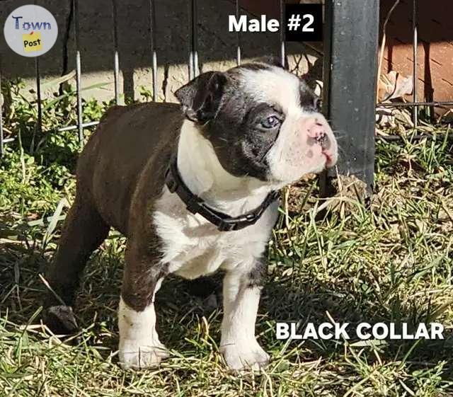 Photo of 4 Male purebred Boston Terrier puppies