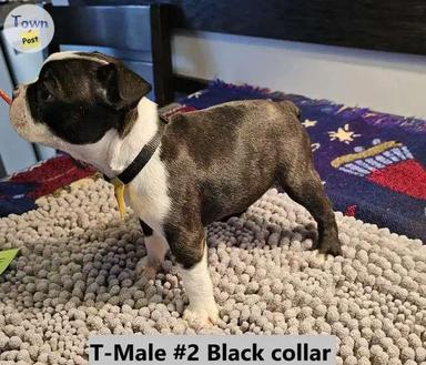 Photo of 4 Male purebred Boston Terrier puppies - 2