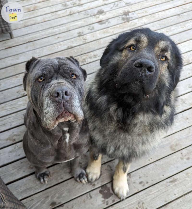 Photo of Sarplaninac x Bandog Puppies