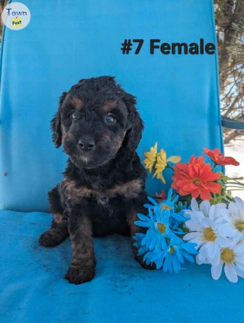 Photo of Mini Aussiedoodle Puppies