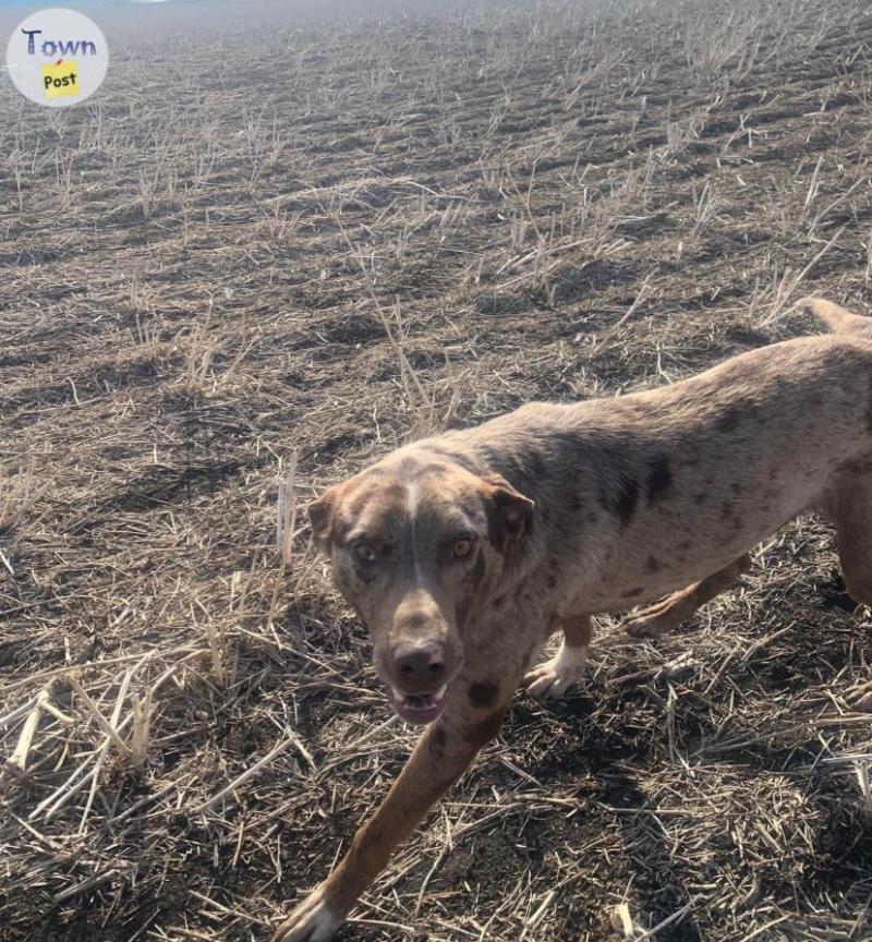 Photo of 3 year old male Botder collie/catahoula