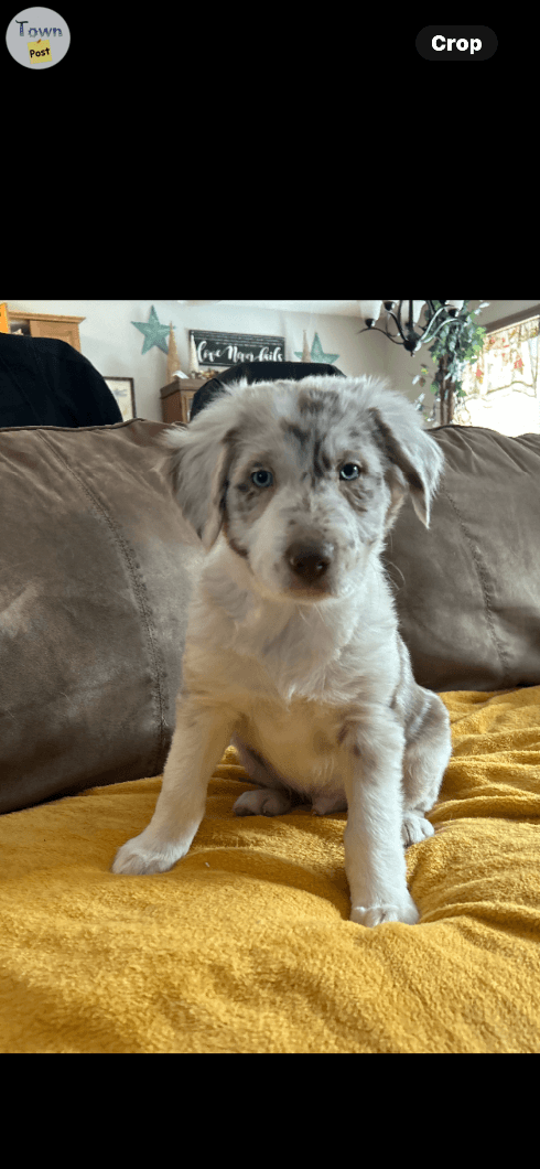 Photo of Australian Shepard/ border collie cross