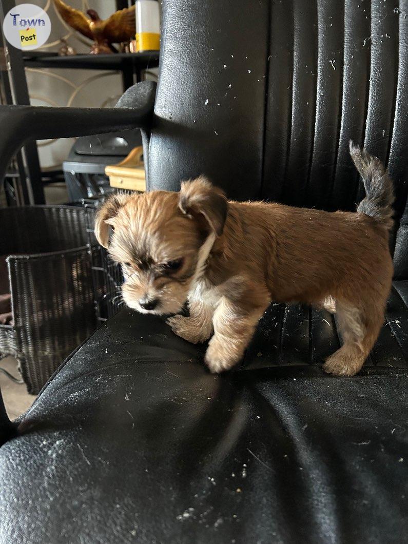 Photo of Maltese yorkie puppy 