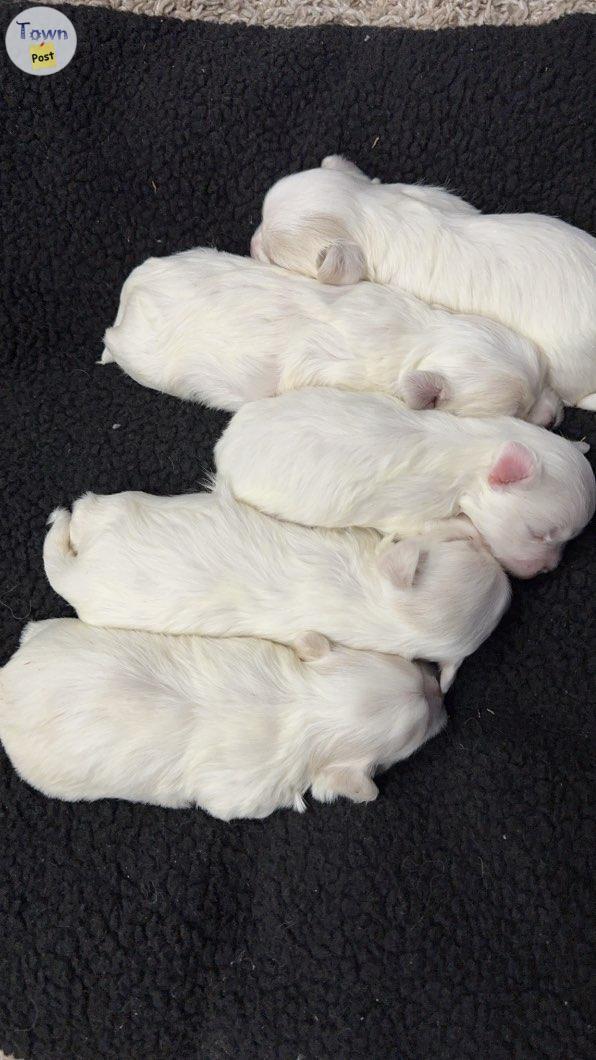 Photo of Maltese puppies for sale 4 boy 1 girl