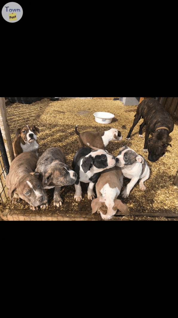 Photo of Pitbull cross puppies 