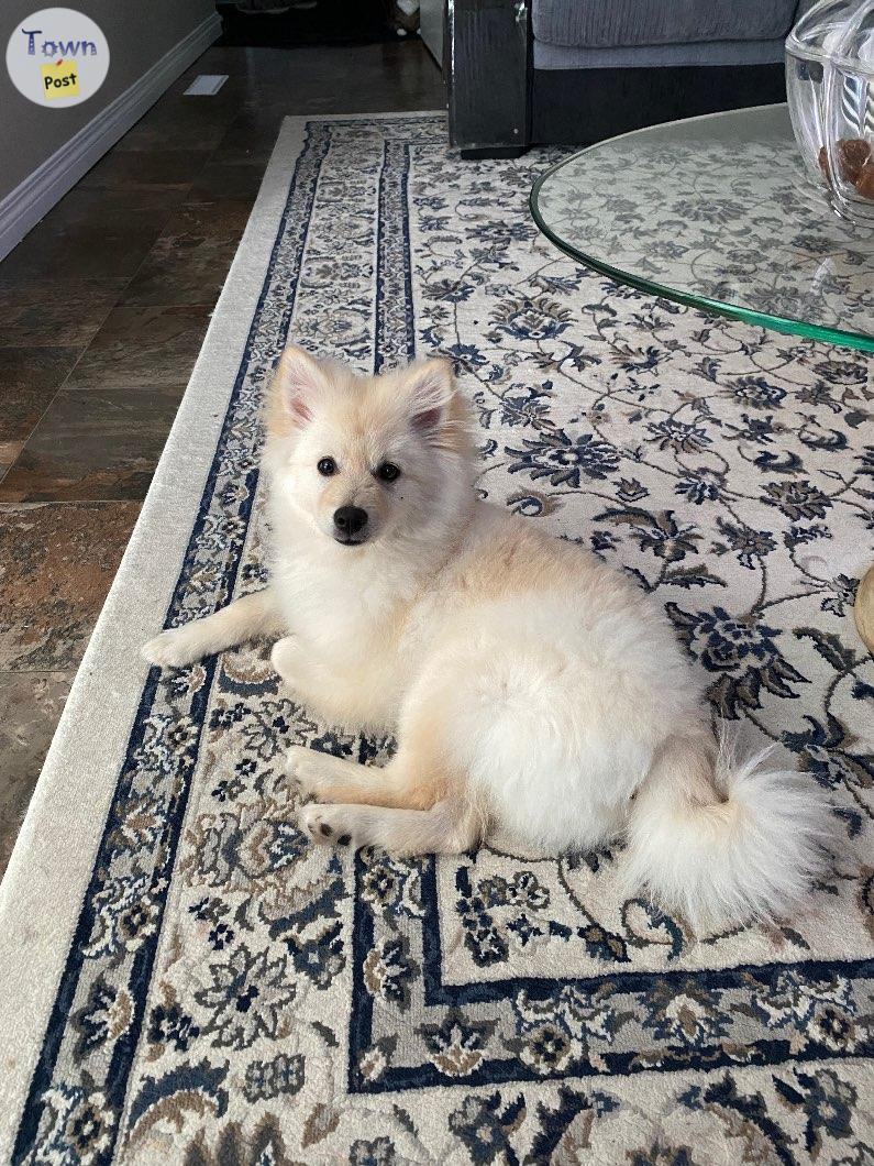 Photo of Pomeranian x American Eskimo puppy