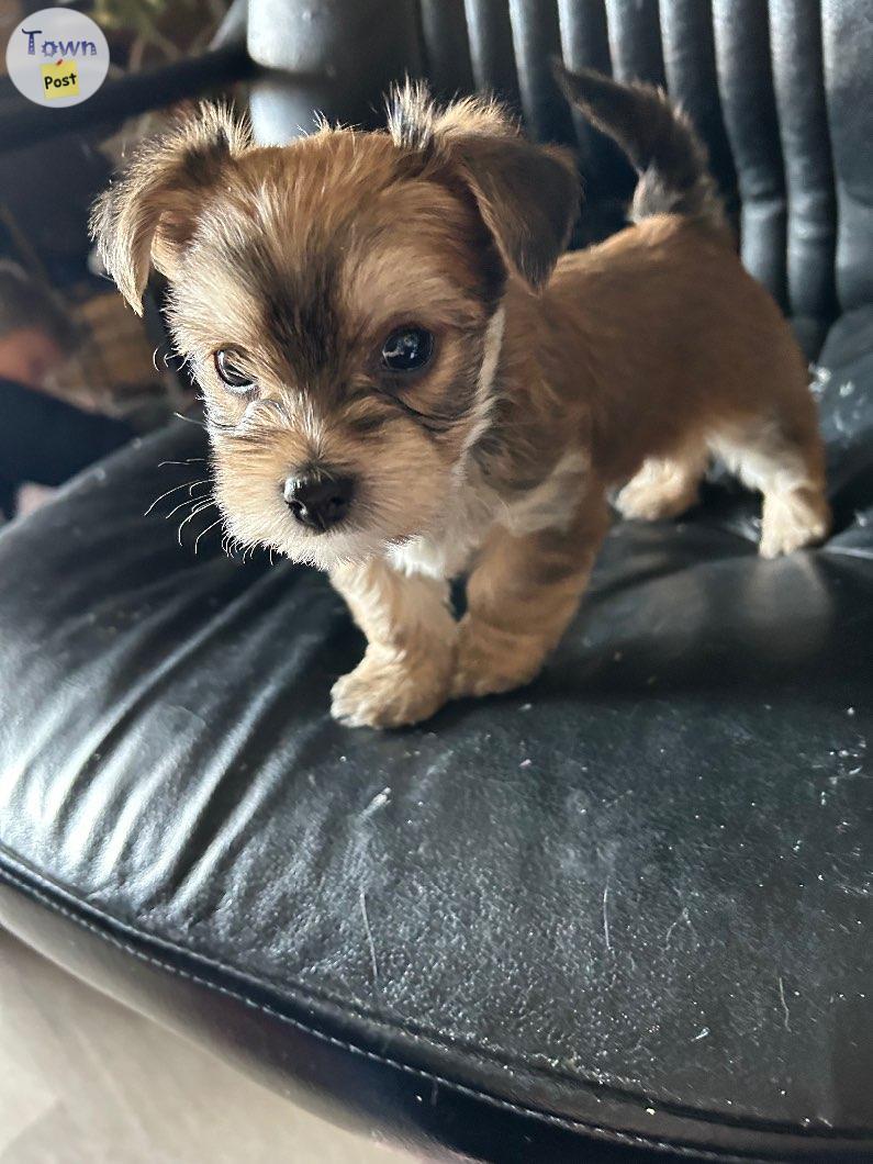 Photo of  Maltese Yorkie puppy 