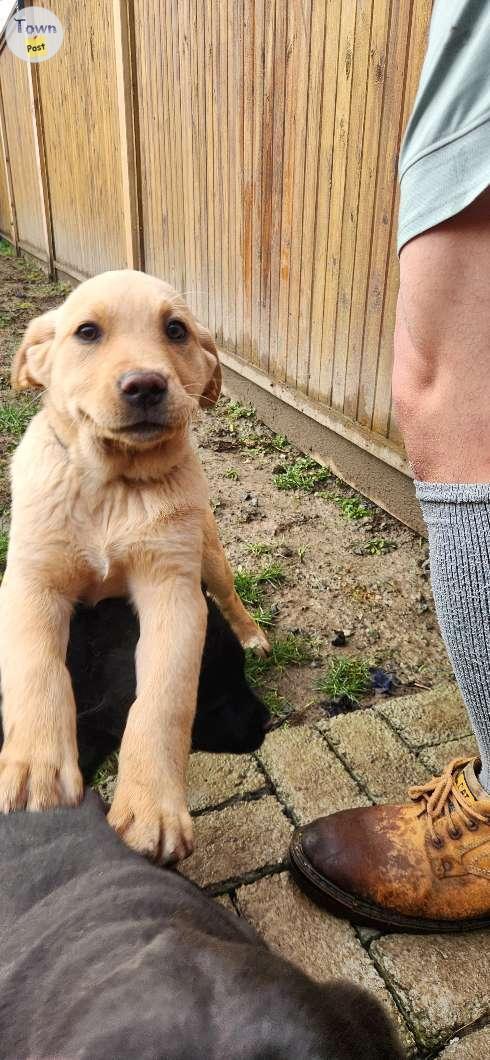 Photo of Puppies for sale