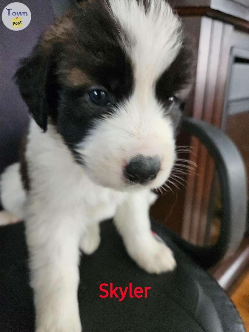 Photo of Saint Bernards