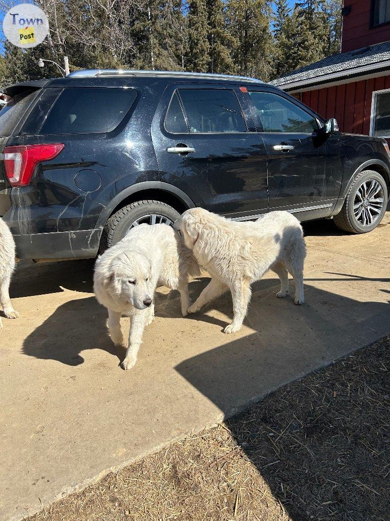 Photo of Pyrenees dogs 