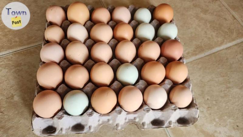 Photo of Fresh free range eggs