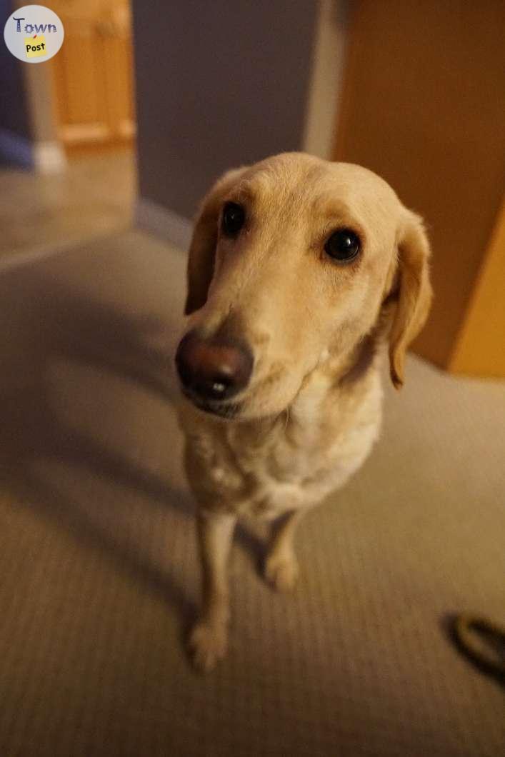 Photo of Sweet 3yr old Lab/Poodle Mix Needs a good home