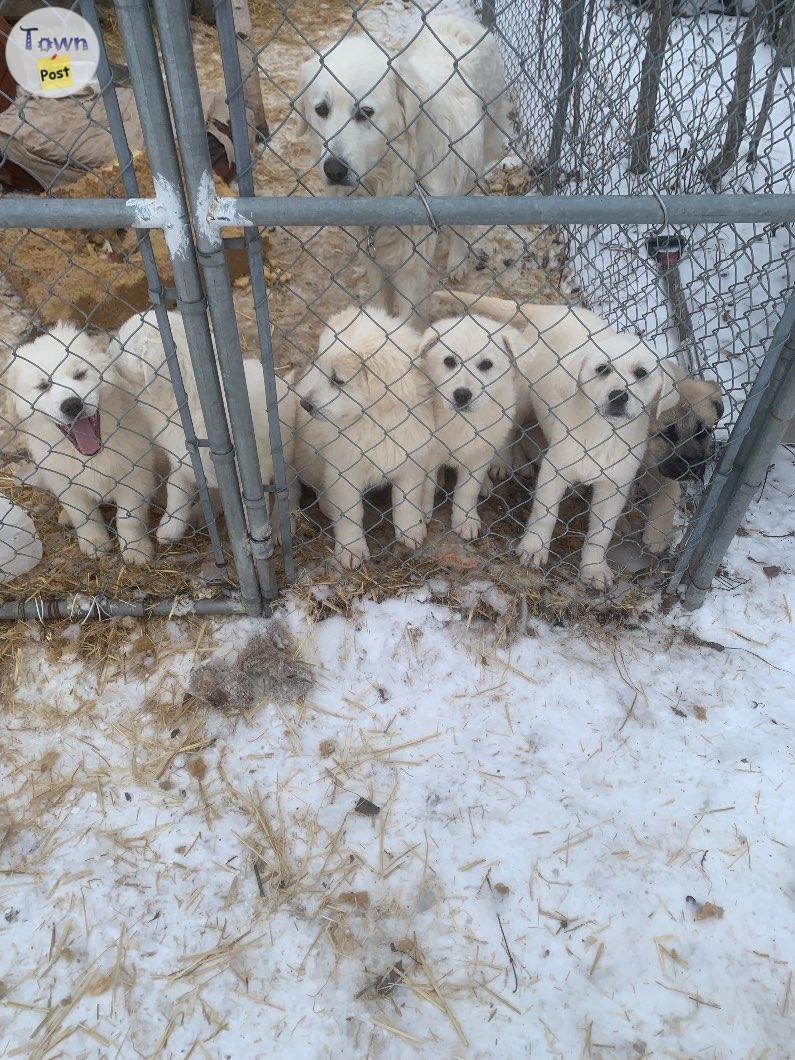 Photo of MIX BREED PYRENEES PUPPIES