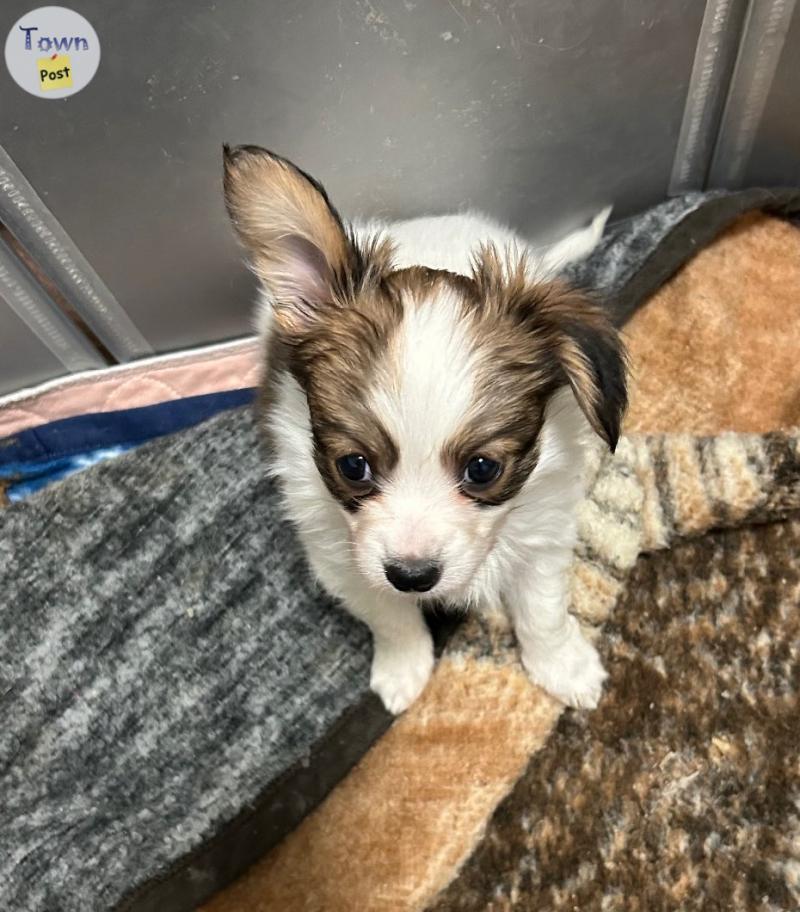 Photo of Papillon puppy