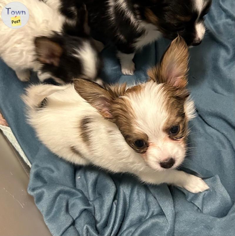 Photo of Papillon puppy