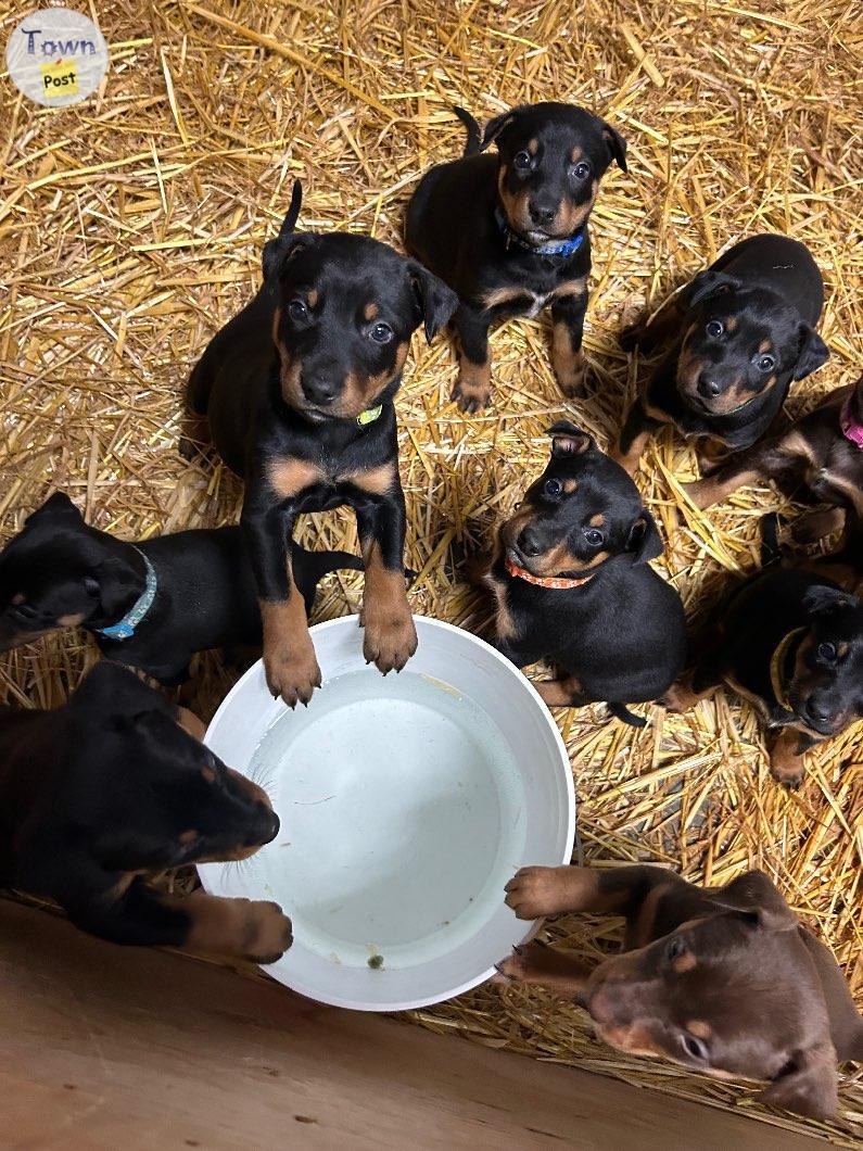 Photo of Doberman x puppies for sale