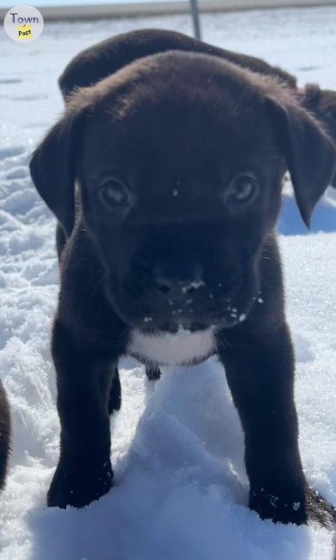 Photo of Rottweiler/ Dane MIX 