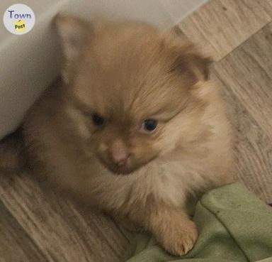 Photo of Male Pure bread Pomeranian pup for sale - 1