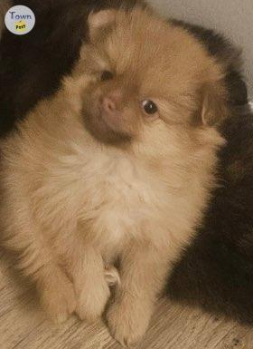 Photo of Male Pure bread Pomeranian pup for sale - 2