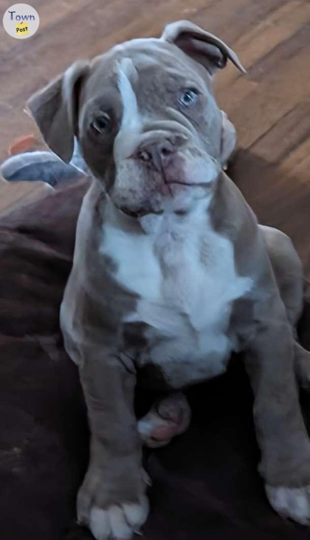 Photo of Old English Bulldog Pups