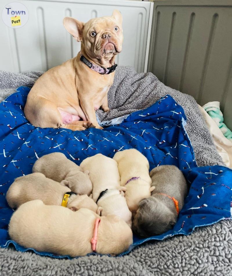 Photo of CKC French bulldogs/ fluffy carriers 