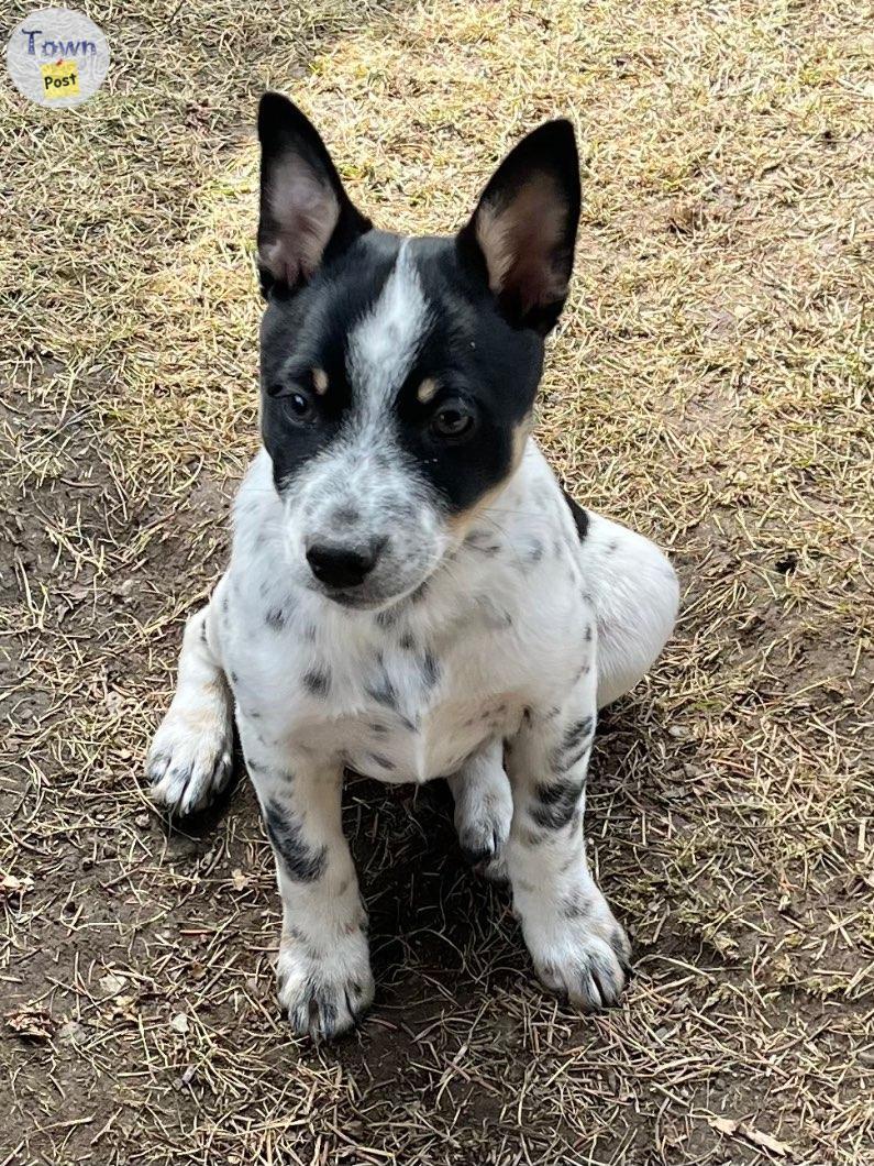 Photo of Mini heeler puppy