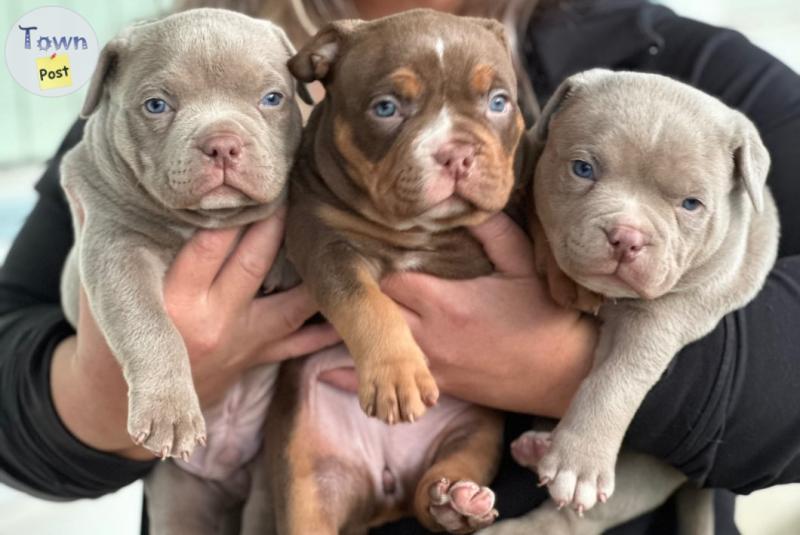 Photo of American Pocket Bullies