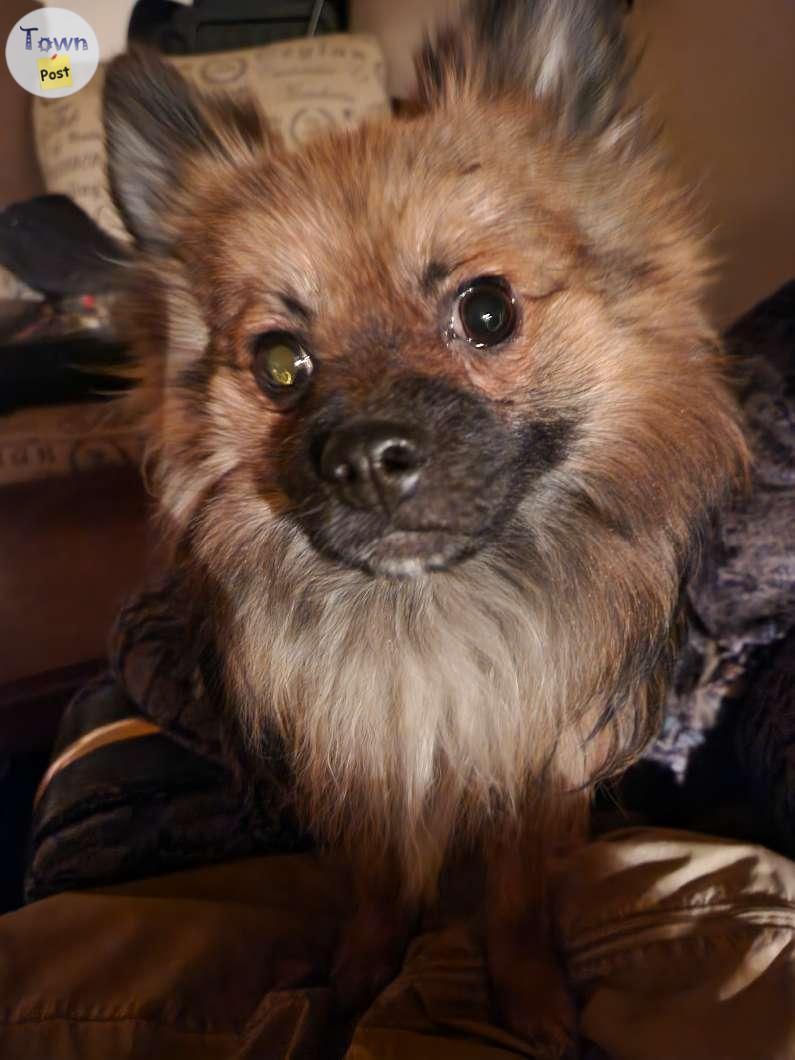 Photo of Pomeranian for stud 